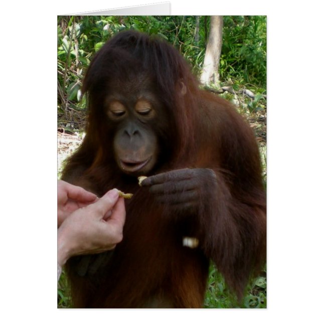 Orangutan Orphan Eats Peanuts in Jungle (Front)