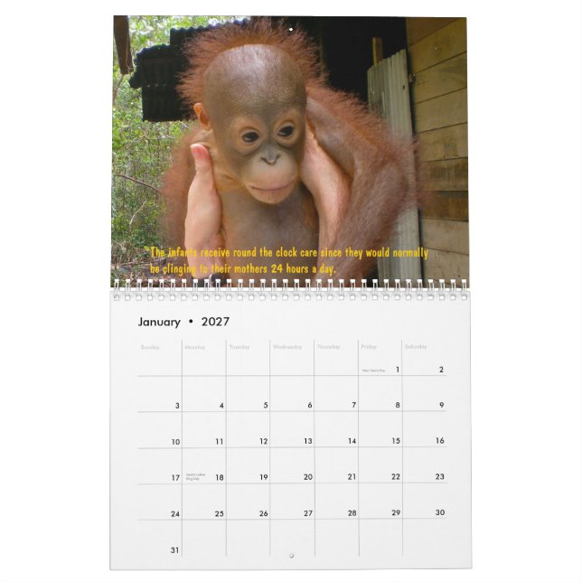 Orangutan Orphans Calendar (Jan 2027)