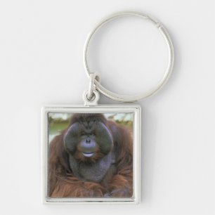 Orangutan Pongo Pygmaeus Key Ring