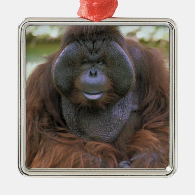 Orangutan Pongo Pygmaeus Metal Tree Decoration (Front)
