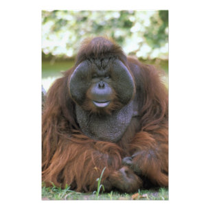 Orangutan Pongo Pygmaeus Photo Print