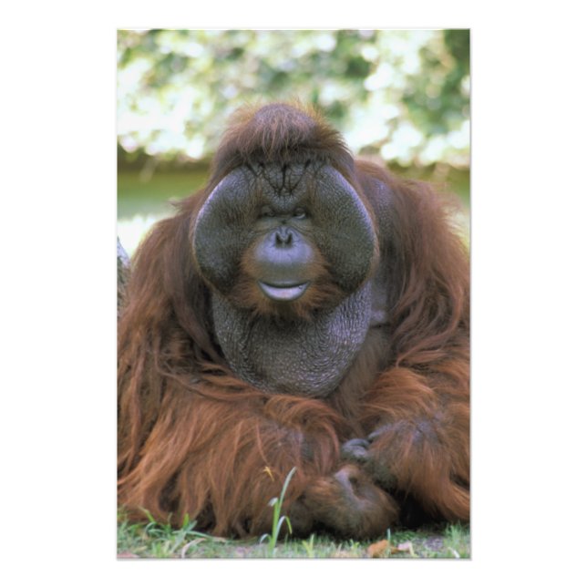 Orangutan Pongo Pygmaeus Photo Print (Front)