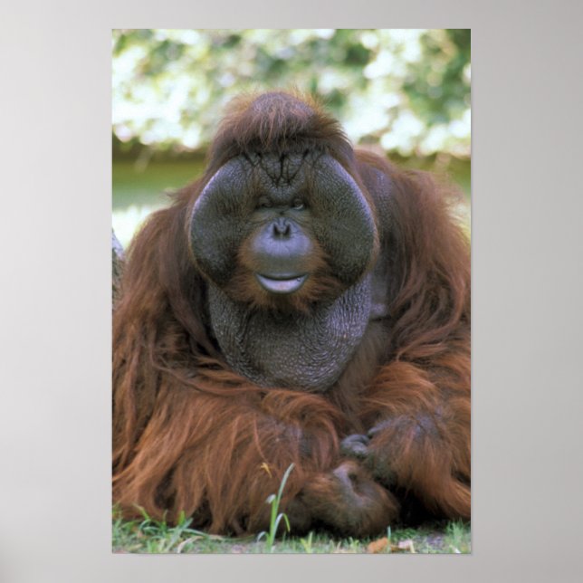 Orangutan Pongo Pygmaeus Poster (Front)