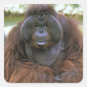 Orangutan Pongo Pygmaeus Square Sticker