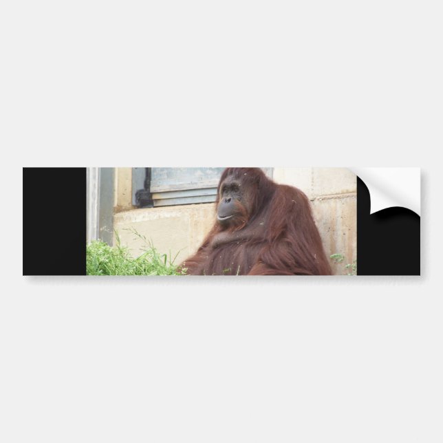 Orangutan Portrait Bumper Sticker (Front)