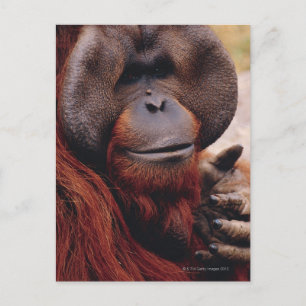 Orangutan Postcard