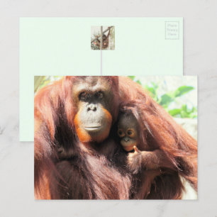 Orangutan Postcard