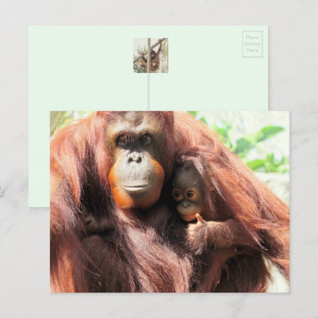 Orangutan Postcard (Front/Back)