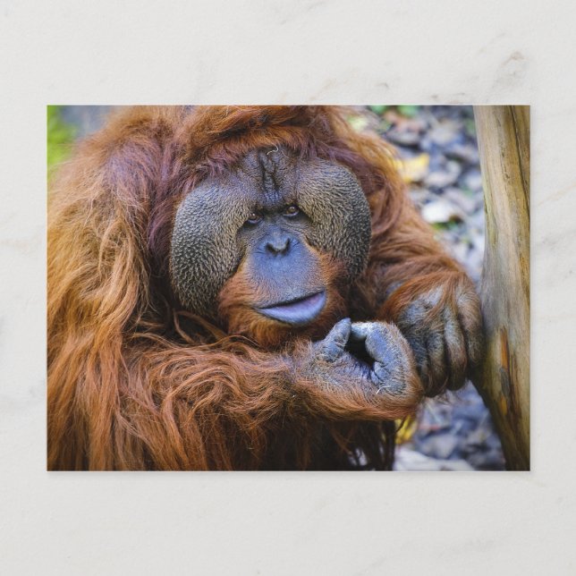 Orangutan Postcard (Front)