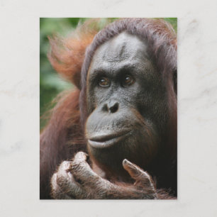 Orangutan Postcard