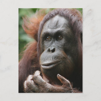 Orangutan Postcard
