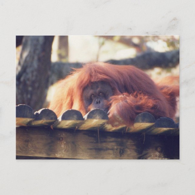 Orangutan Postcard (Front)