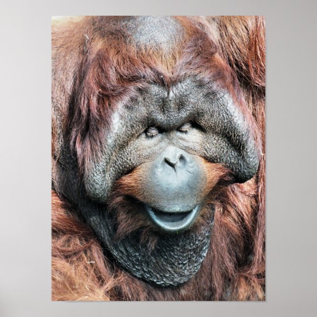 ORANGUTAN POSTER (Front)