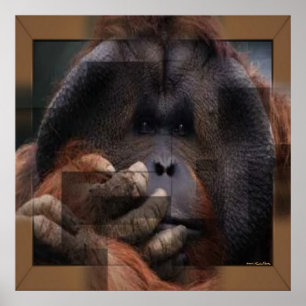 Orangutan Print