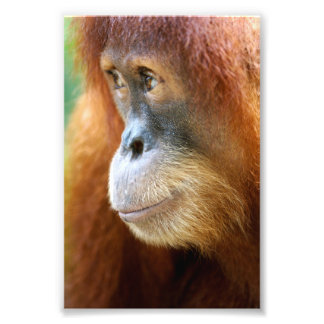 Orangutan Profile Photo Print