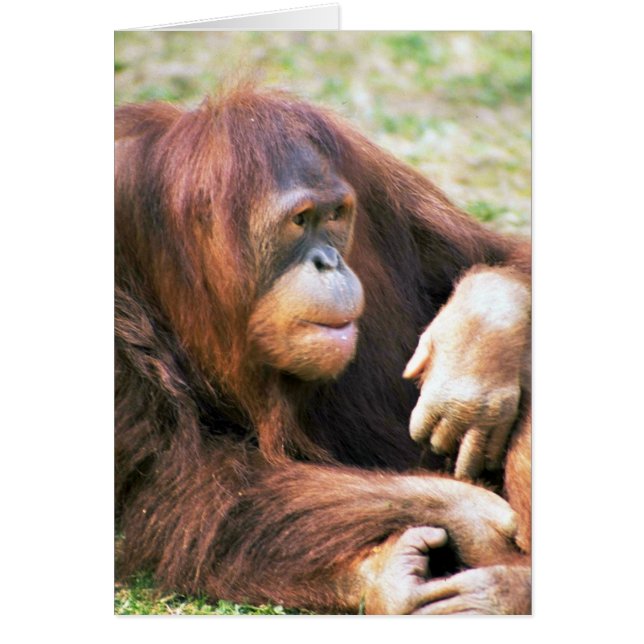 Orangutan Reclining (Front)