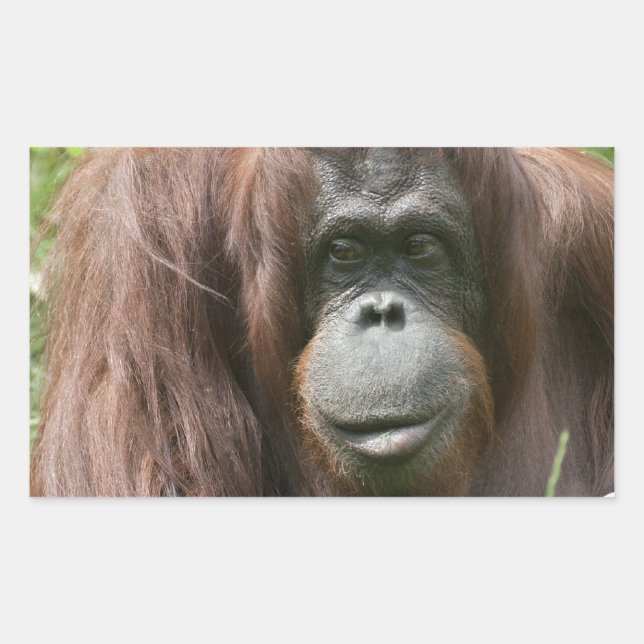 Orangutan Rectangular Sticker (Front)