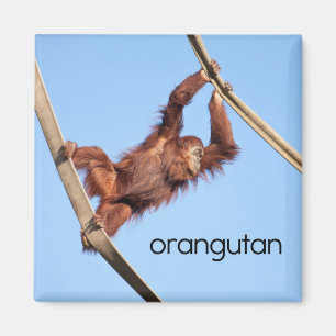 Orangutan Refrigerator Magnet