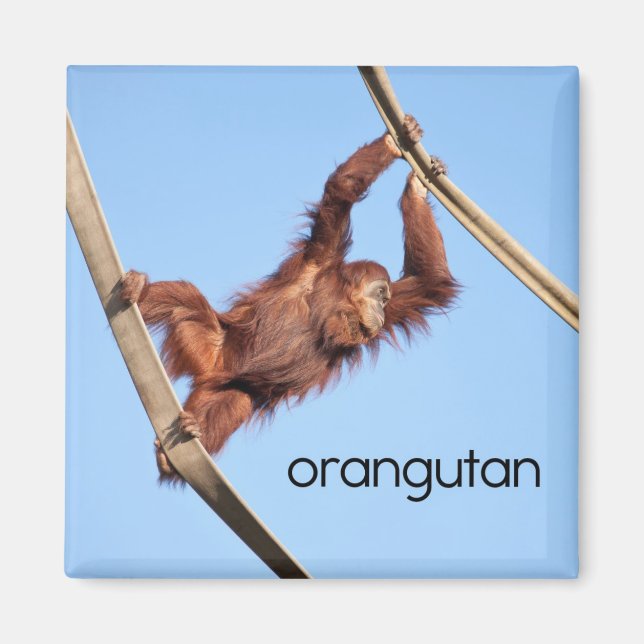 Orangutan Refrigerator Magnet (Front)