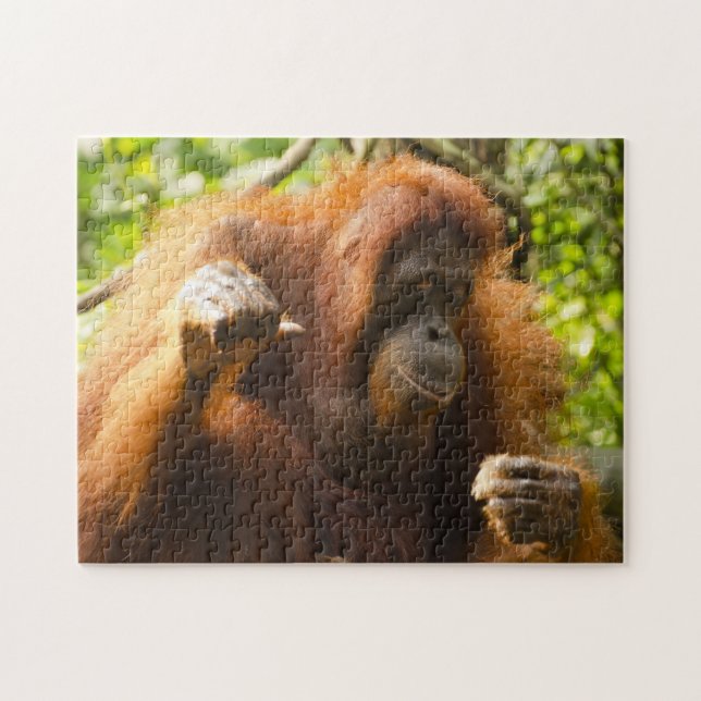 Orangutan Singapore Zoo . Jigsaw Puzzle (Horizontal)