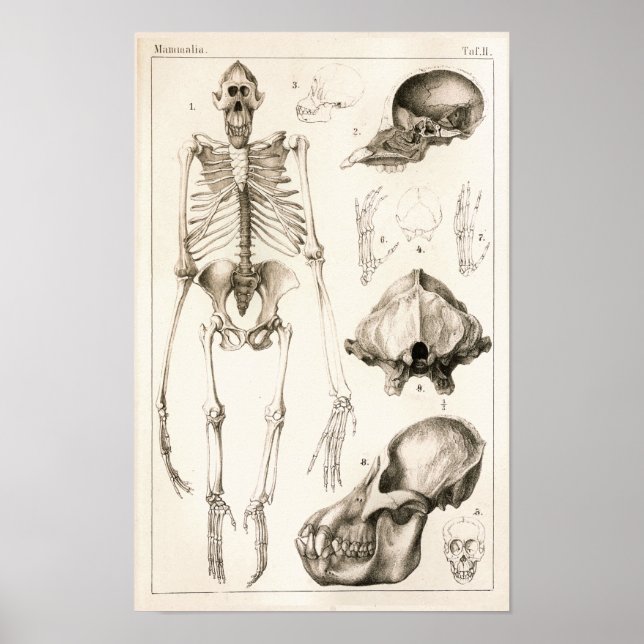 Orangutan Skeleton Skull Veterinary Anatomy Print (Front)