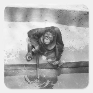 Orangutan Square Sticker