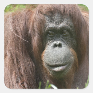 Orangutan Square Sticker