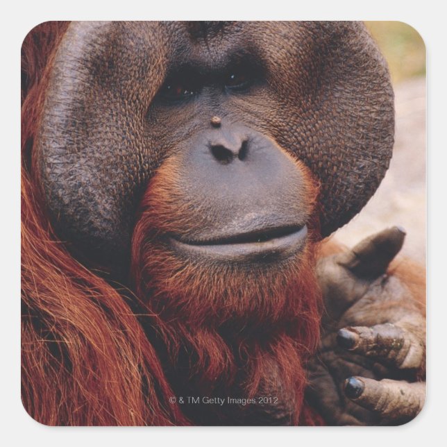 Orangutan Square Sticker (Front)