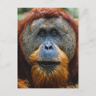 Orangutan - Sumatra, Indonesia Postcard