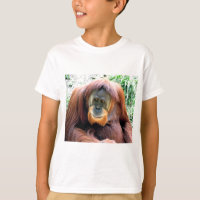 Orangutan