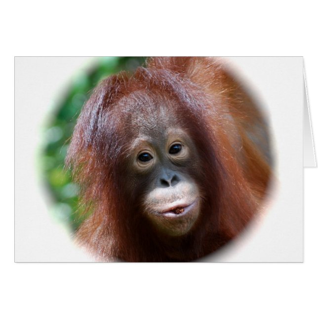 Orangutan Toddler (Front Horizontal)