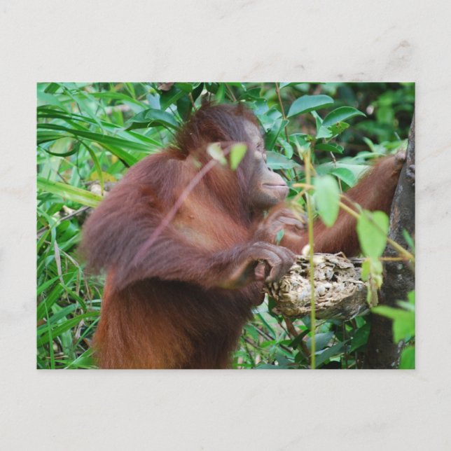 Orangutan Treasure Postcard (Front)