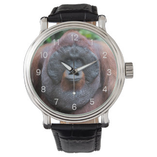 Orangutan watch