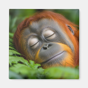 Orangutan Wild Animal Relaxing Portrait Magnet