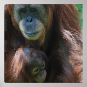 Orangutan with Baby Poster