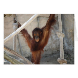 Orangutang Juvenile Card