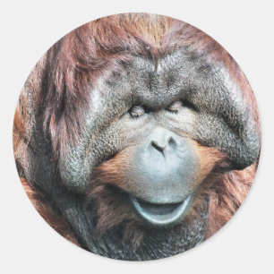 ORANGUTANS CLASSIC ROUND STICKER