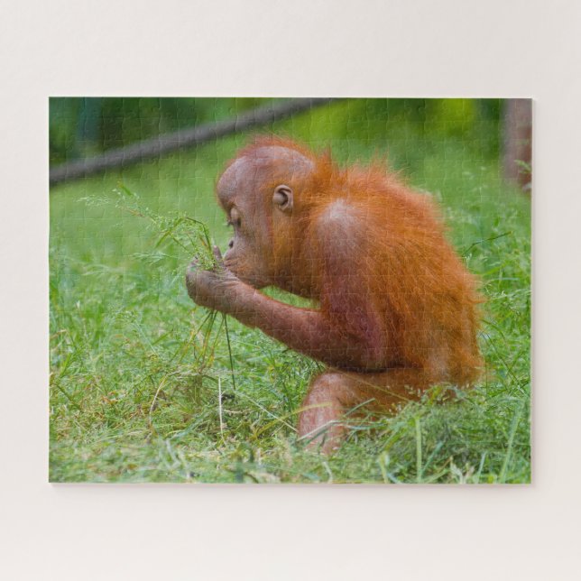 Orangutans. Jigsaw Puzzle (Horizontal)