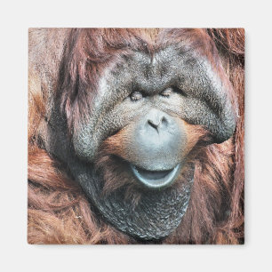 ORANGUTANS MAGNET