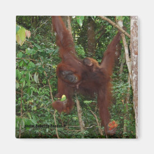 Orangutans Mother and Baby Magnet