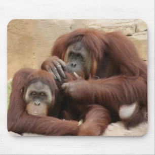 Orangutans Mouse Pad