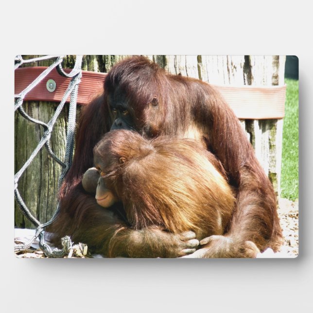 ORANGUTANS PLAQUE (Front)