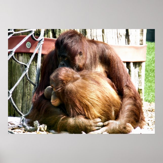 ORANGUTANS POSTER (Front)