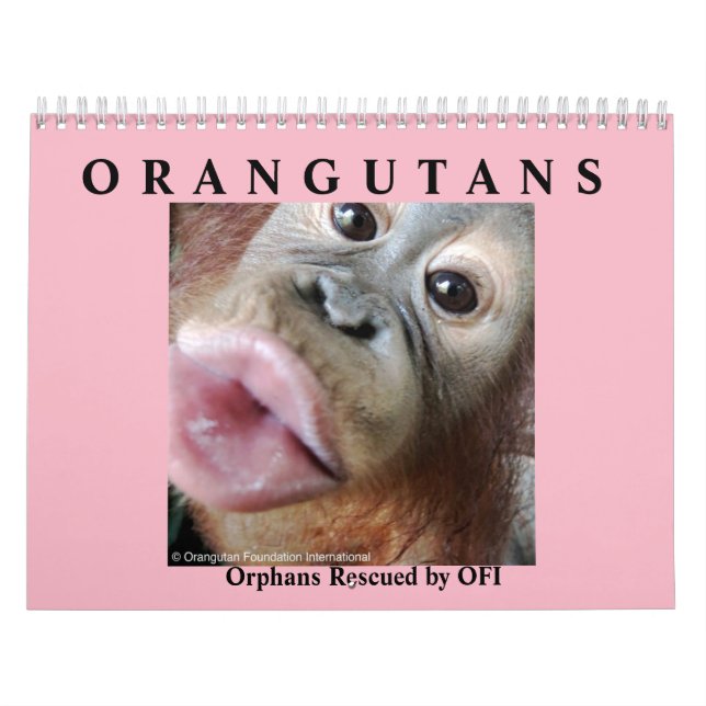 Orangutans Rescued Orphans Calendar (Cover)