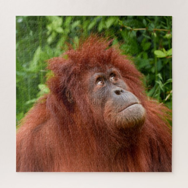 Orangutan's Thoughtful Gaze Jigsaw Puzzle (Vertical)