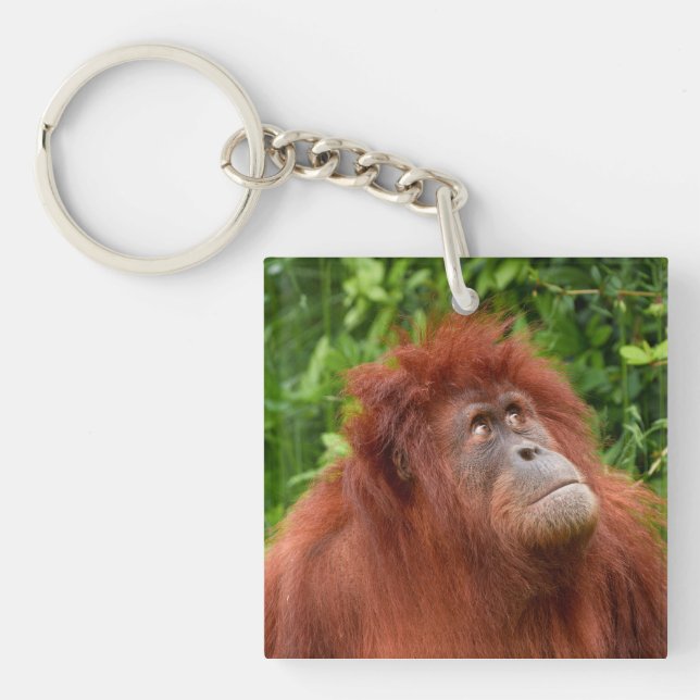 Orangutan's Thoughtful Gaze Key Ring (Front)