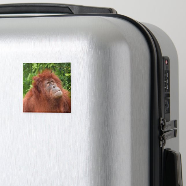Orangutan's Thoughtful Gaze Magnet (In Situ (Luggage))