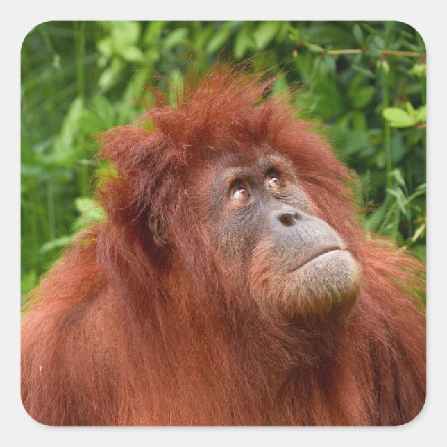 Orangutan's Thoughtful Gaze Square Sticker (Front)