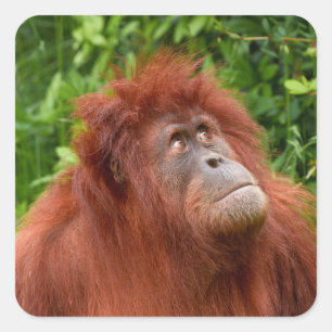 Orangutan's Thoughtful Gaze Square Sticker