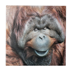 ORANGUTANS TILE
